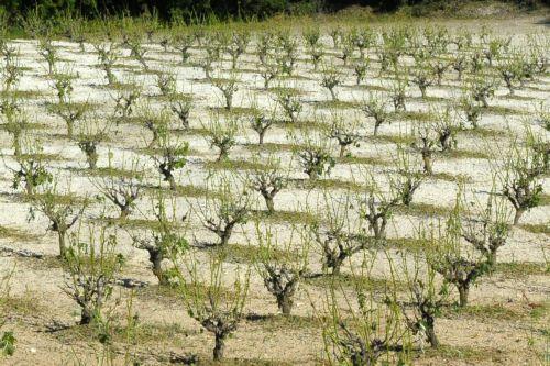 Σε 10 μέρες αδειοδότηση αντιχαλαζικών, αντιβροχινών συστημάτων για καλλιέργειες