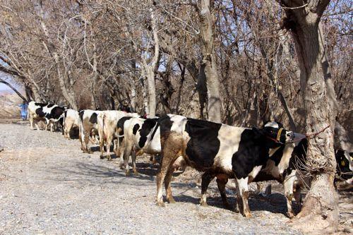 Συνομίλησε με Πρόεδρο Κομισιόν για αφθώδη πυρετό ο ΠτΔ