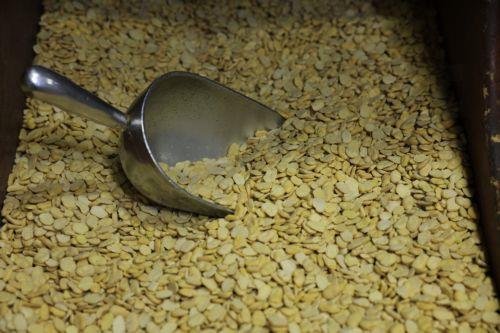 Επιστήμονες καλλιέργησαν ρεβίθια σε προσομοιωμένο σεληνιακό χώμα