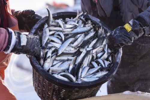 Λαθρεπιβάτες στα κύτη πλοίων τα μισά από τα μη γηγενή είδη στις ευρωπαϊκές θάλασσες