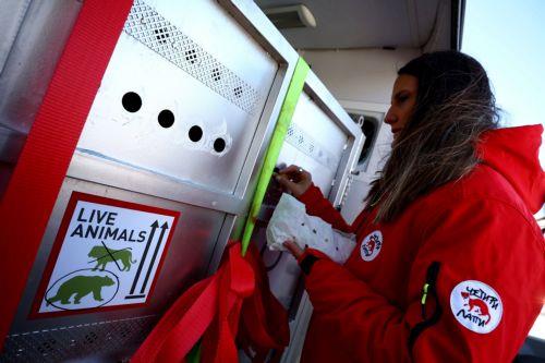 Δύο αρκούδες έφτασαν από την Αργεντινή στη Σόφια καθ’ οδόν προς το νέο τους σπίτι