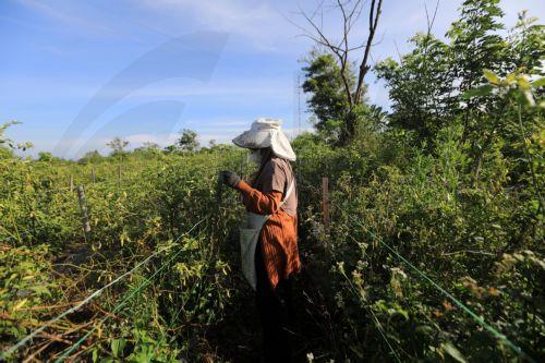 Προσαρμογή αγροδιατροφικού συστήματος στην κλιματική αλλαγή, λένε εμπειρογνώμονες