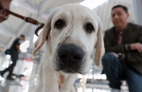 Ικανοποίηση Επιτρόπου Περιβάλλοντος για τροποποίηση νόμου για σκύλους