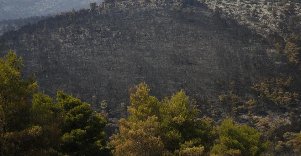 WWF Ελλάς: Πάνω από 180.000 στρέμματα καμένων δασικών εκτάσεων σε λίγες μόλις...
