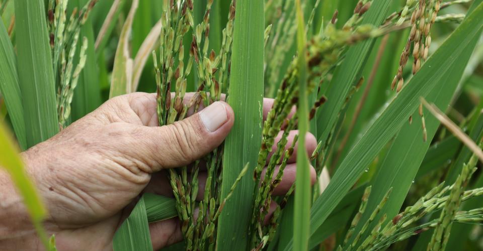 Δασμούς 300% σε σιτηρά από τη Ρωσία και τη Λευκορωσία σχεδιάζει η Λετονία