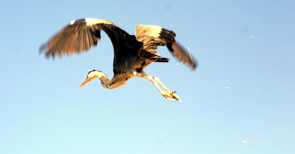 رصد حالة محتملة ثانية من فيروس انفلونزا الطيور في أثالاسا وخبير يؤكد عدم...