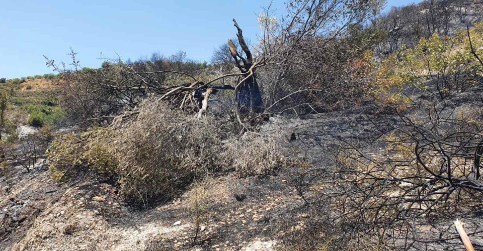 Διαχειρίσιμη η πυρκαγιά στο Άρσος Λεμεσού, προχωρούν οι τελικές κατασβέσεις