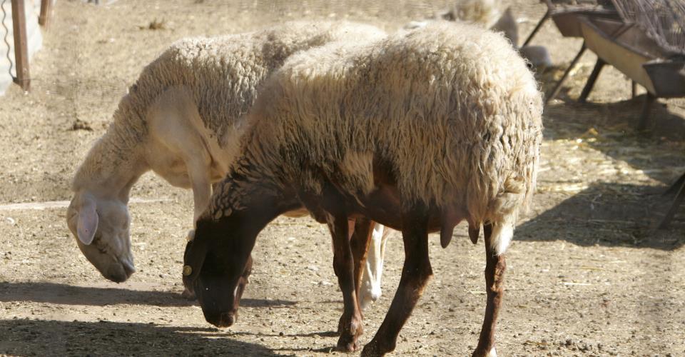 Απαιτείται πλήρης συμμόρφωση, οι στιγμές είναι δύσκολες, λένε οι Κτηνιατρικές...