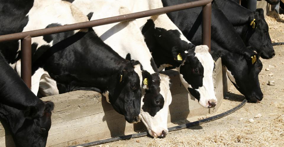 Θανατώθηκαν σχεδόν 30.000 ζώα μέχρι τώρα λόγω αφθώδους πυρετού