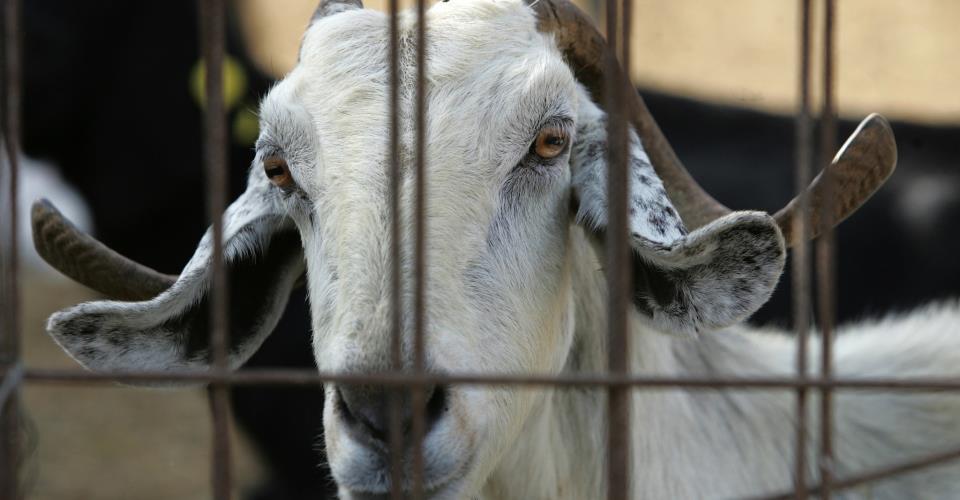 Συνολικά 2.765 αιγοπρόβατα στις 4 νέες μονάδες με κρούσματα αφθώδους πυρετού (2)