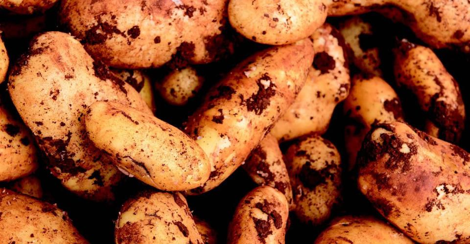 Καταστράφηκαν ολοσχερώς πρώιμες πατατοκαλλιέργειες σε 4 κοινότητες, λέει ο...