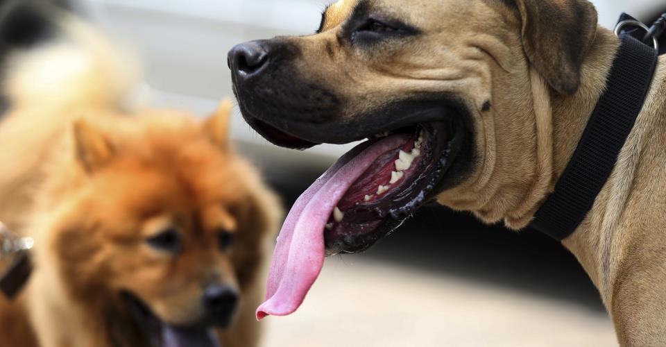 Licensing of 1st regional dog shelter within 2025, says Environment Commissioner