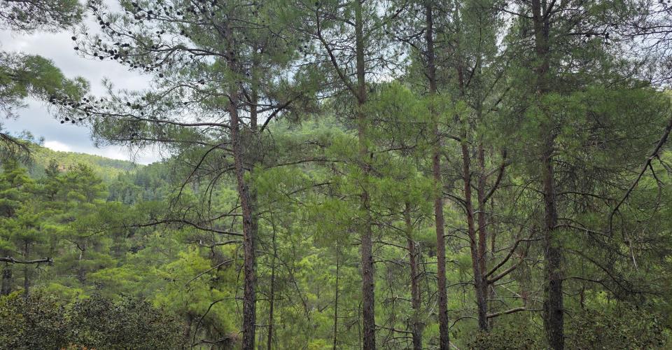 Επαναλαμβανόμενες πυρκαγιές σε περιοχές της Πάφου, κάτι συμβαίνει, λέει στο...