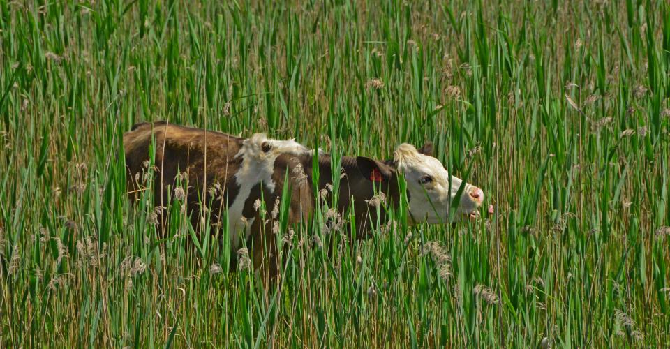 Δεν μεταδίδεται στον άνθρωπο ο αφθώδης πυρετός σημειώνουν οι Κτηνιατρικές...