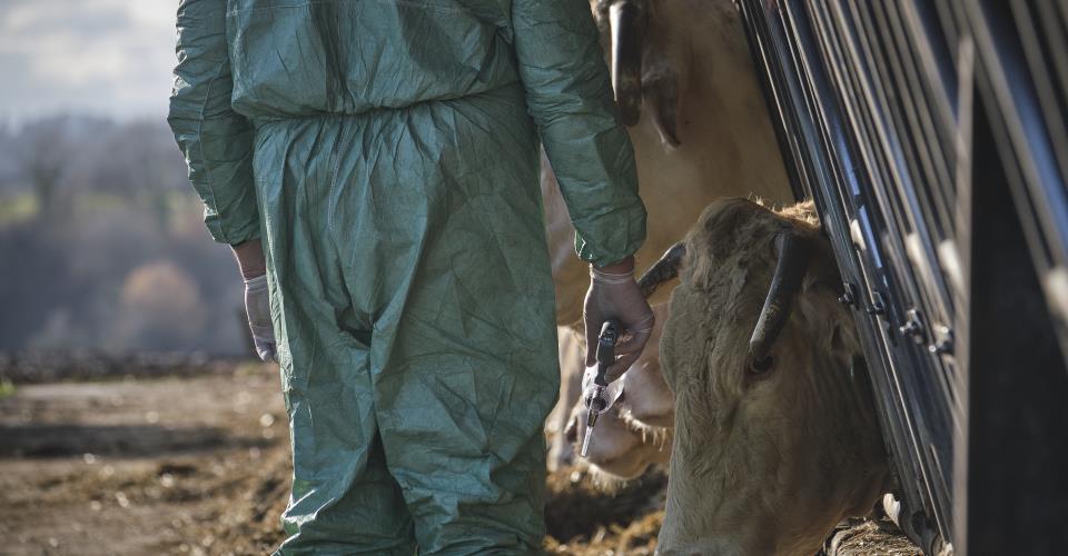 Καραντίνα 21 ημερών στα Λειβάδια λόγω αφθώδους πυρετού, διερευνάται η προέλευση...