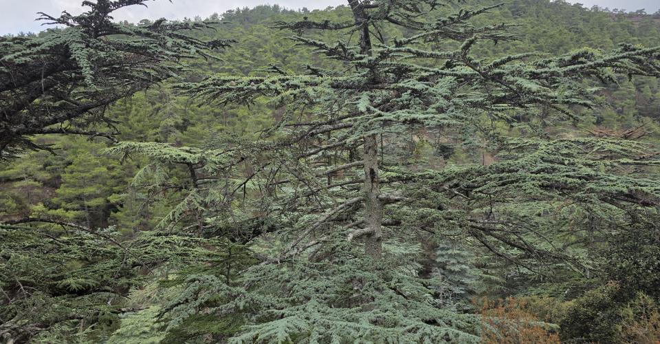 Σε επίπεδο «Κόκκινου Συναγερμού» την Παρασκευή ο κίνδυνος δασικών πυρκαγιών